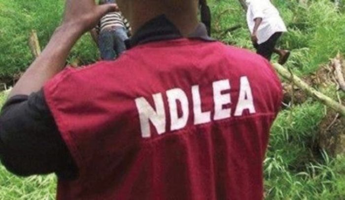NDLEA Busts Europe, Dubai-Bound Drugs In Jeans, Dolls, Buttons